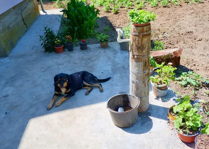 Апартаменты Sumska Tajna - Radenkovac Lipovac (Topola)